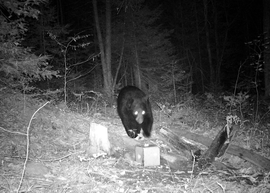 chasse-