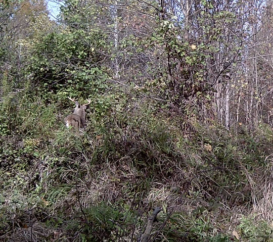 chasse-
